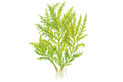 Hygrophila odora 'Difformis' — Tropica potted plant detail 2