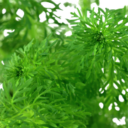 Limnophila sessiliflora — Tropica potted plant detail 2
