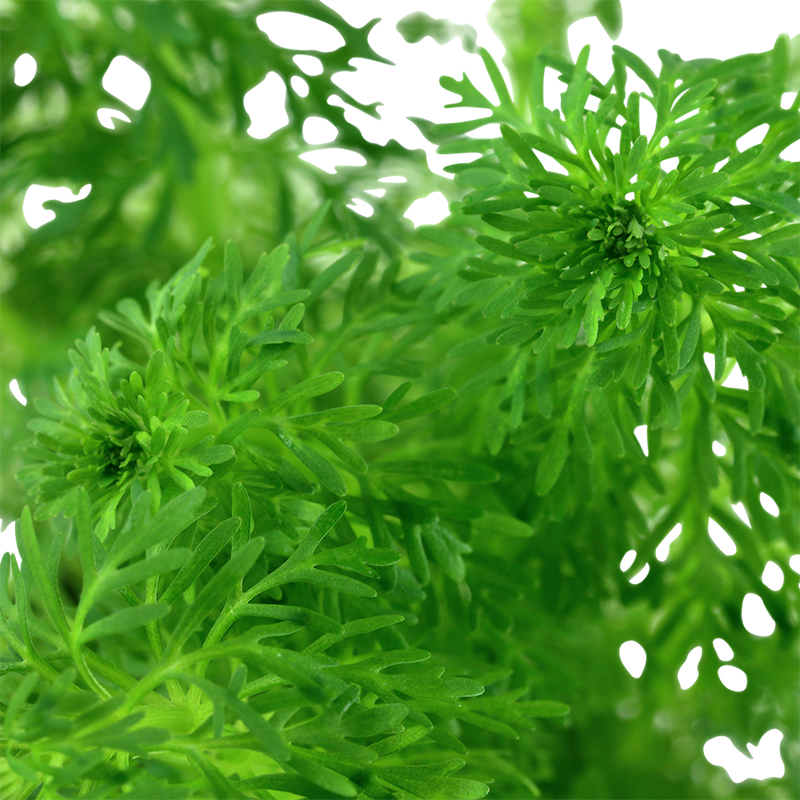 Limnophila sessiliflora — Tropica potted plant detail 2