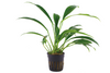 Anubias barteri var. glabra — Tropica potted product image