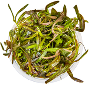 Hygrophila lancea 'Araguaia' — Tropica 1-2-grow tissue culture plant detail 2