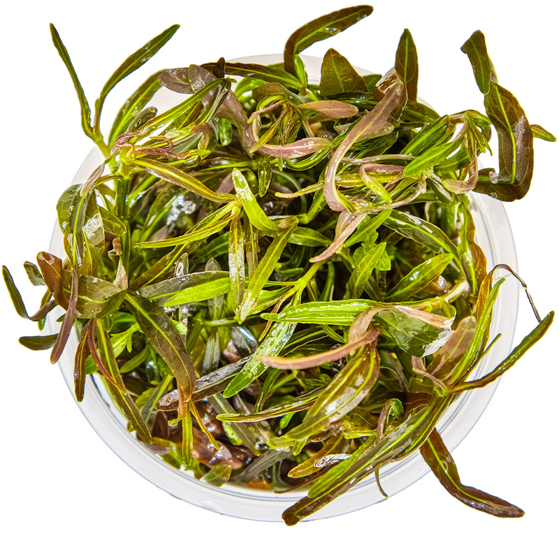 Hygrophila lancea 'Araguaia' — Tropica 1-2-grow tissue culture plant detail 2