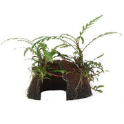 Hygrophila pinnatifida — Tropica on coconut shell product image