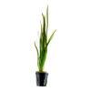 Vallisneria spiralis 'Tiger' — Tropica potted product image