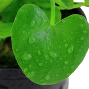 Nymphoides hydrophylla 'Taiwan' — Tropica potted plant detail 2
