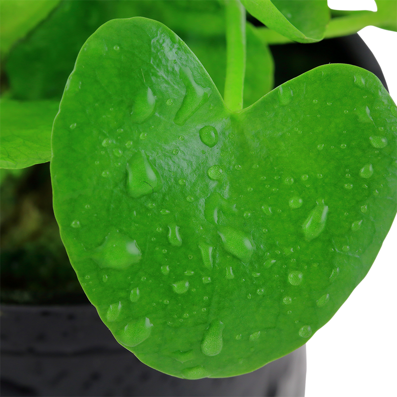 Nymphoides hydrophylla 'Taiwan' — Tropica potted plant detail 2
