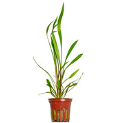 Cryptocoryne spiralis 'Red' — Tropica potted product image