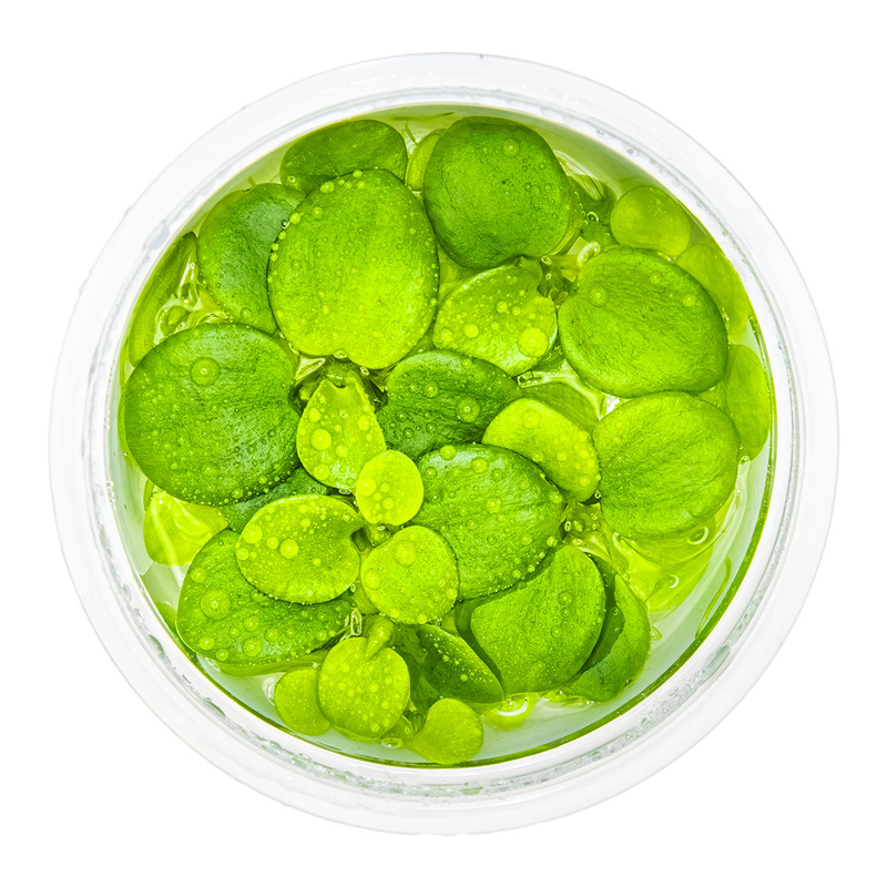 Limnobium laevigatum — Tropica 1-2-grow tissue culture plant detail 2