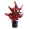 Alternanthera reineckii 'Rosanervig' — Tropica potted product image