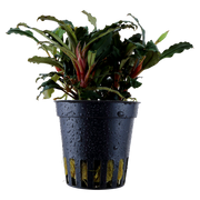 Bucephalandra sp. 'Red' — Tropica potted product image