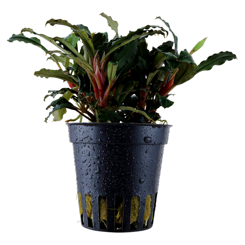 Bucephalandra sp. 'Red' — Tropica potted product image