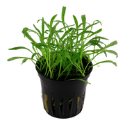 Lilaeopsis brasiliensis — Tropica potted plant detail 2