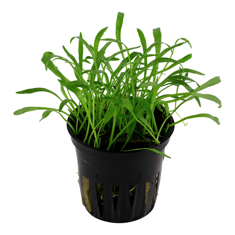 Lilaeopsis brasiliensis — Tropica potted plant detail 2