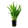 Microsorum pteropus — Tropica potted product image