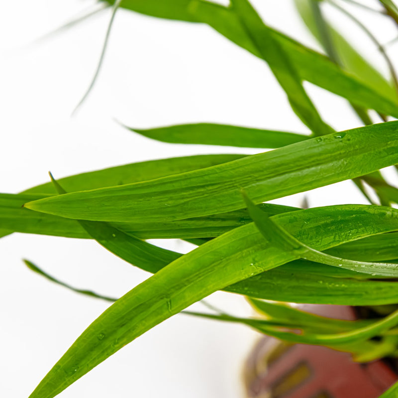 Cryptocoryne spiralis 'Red' — Tropica potted plant detail 2