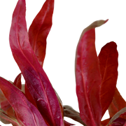 Alternanthera reineckii 'Pink' — Tropica potted plant detail 2