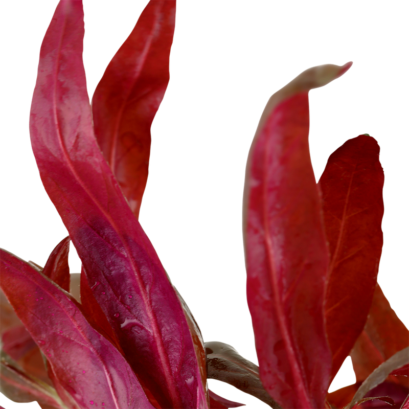 Alternanthera reineckii 'Pink' — Tropica potted plant detail 2