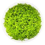 Micranthemum glomeratum — Tropica 1-2-grow tissue culture plant detail 2