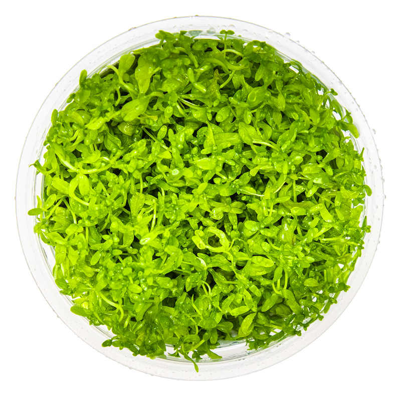 Micranthemum glomeratum — Tropica 1-2-grow tissue culture plant detail 2