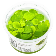Limnobium laevigatum — Tropica 1-2-grow tissue culture product image