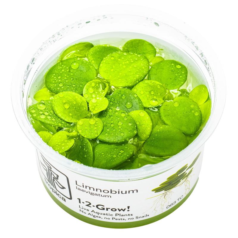 Limnobium laevigatum — Tropica 1-2-grow tissue culture product image