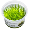 Taxiphyllum barbieri 'Bogor Moss' — Tropica 1-2-grow tissue culture product image