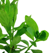 Hygrophila polysperma — Tropica potted plant detail 2