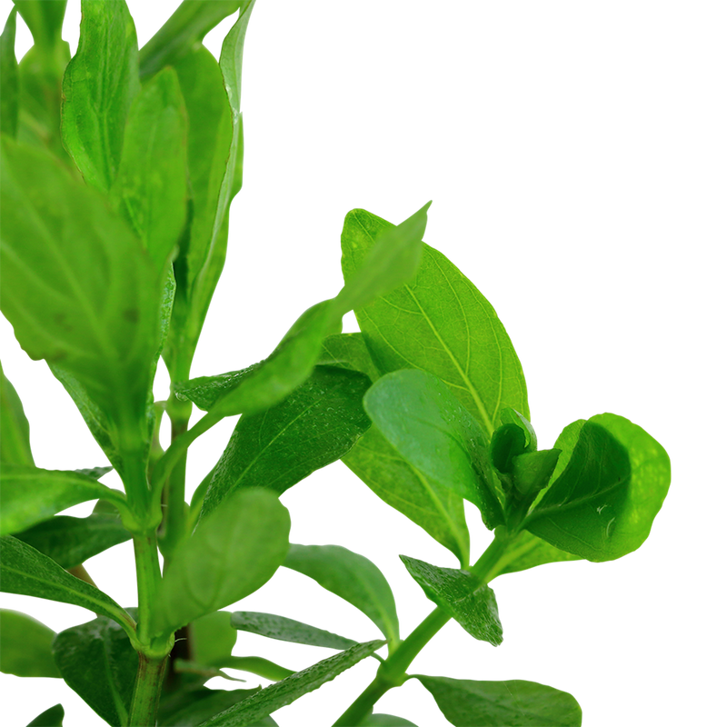 Hygrophila polysperma — Tropica potted plant detail 2