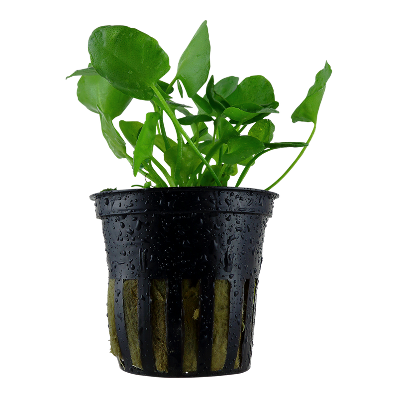 Nymphoides hydrophylla 'Taiwan' — Tropica potted product image