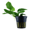 Anubias barteri var. nana — Tropica potted product image
