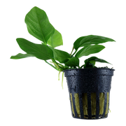 Anubias barteri var. nana — Tropica potted product image