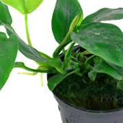 Anubias barteri var. nana — Tropica potted plant detail 2