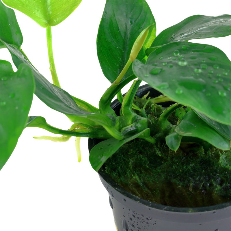 Anubias barteri var. nana — Tropica potted plant detail 2