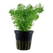 Limnophila sessiliflora — Tropica potted product image