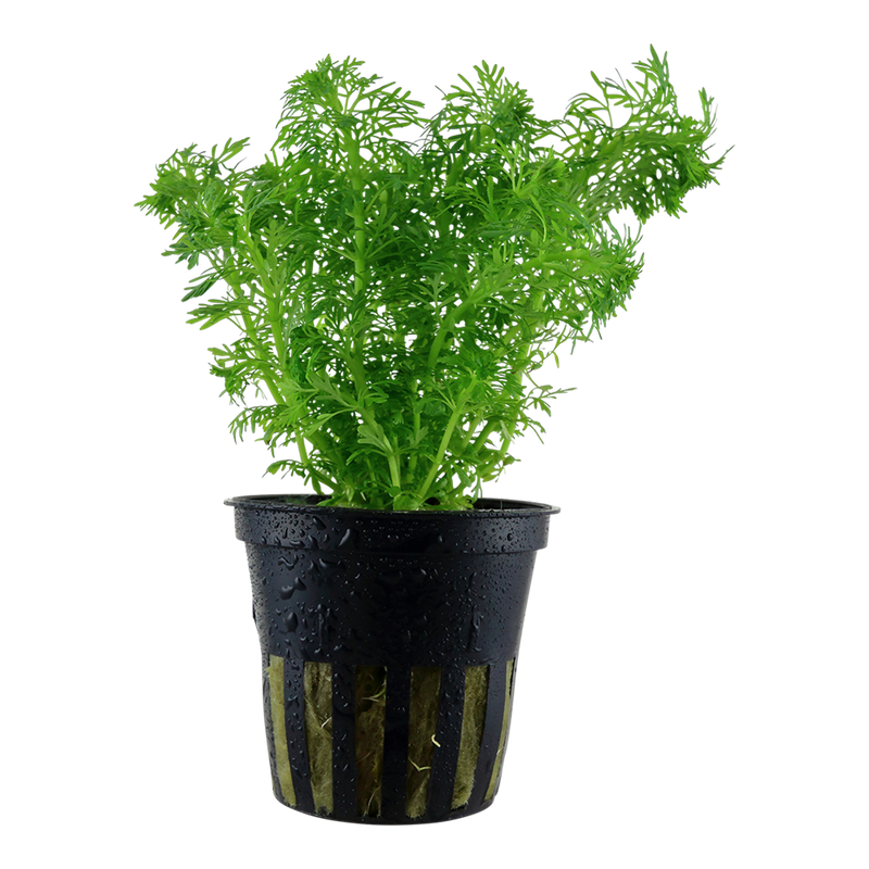 Limnophila sessiliflora — Tropica potted product image