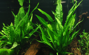 Microsorum pteropus — Tropica on wood plant detail 2