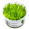 Taxiphyllum sp. 'Spiky Moss' — Tropica 1-2-grow tissue culture product image