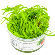 Najas guadalupensis 'Guppy Grass' — Tropica 1-2-grow tissue culture product image