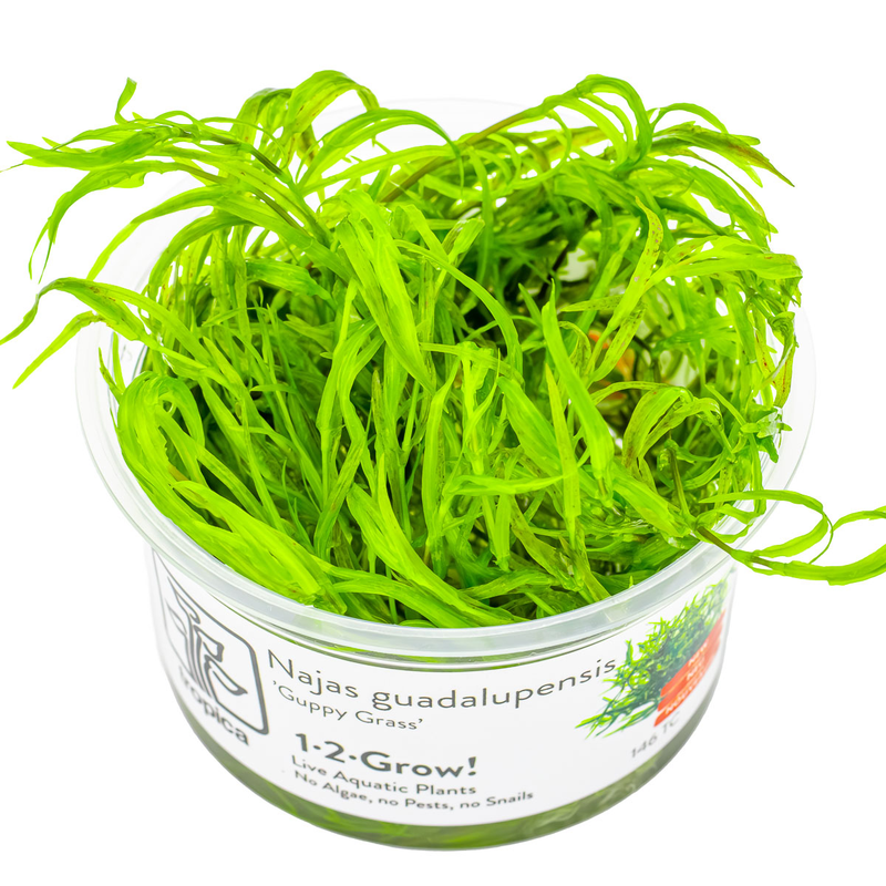 Najas guadalupensis 'Guppy Grass' — Tropica 1-2-grow tissue culture product image