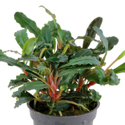 Bucephalandra sp. 'Red' — Tropica potted plant detail 2