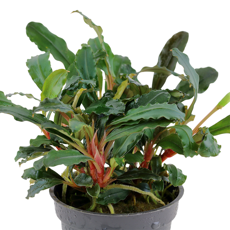 Bucephalandra sp. 'Red' — Tropica potted plant detail 2