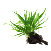 Microsorum pteropus — Tropica on wood product image