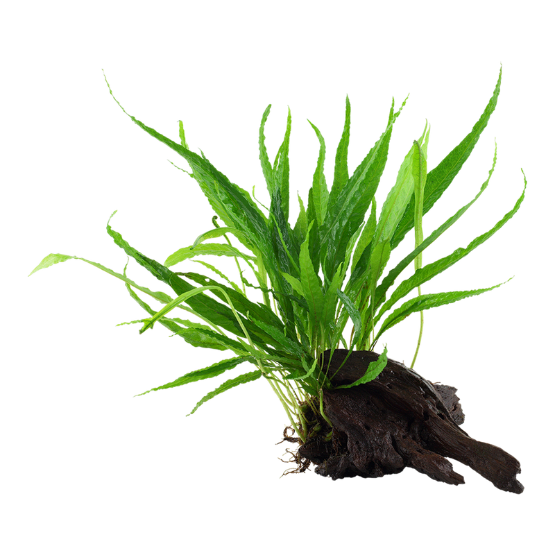 Microsorum pteropus — Tropica on wood product image