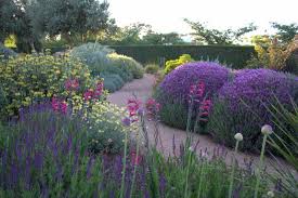 Salvia Nemerosa 'Ostfriesland' - 2Ltr