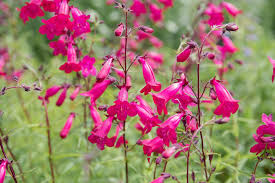 Penstemon 'Garnet'