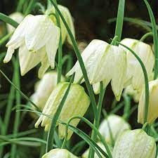 Fritillaria 'Meleagris Alba' (7 Pack)