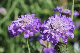 Scabiosa 'Mariposa Blue'