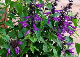 Salvia 'Amistad'   2L