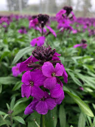 Erysimum 'Poem Lilac' - Wallfower 2 Litre