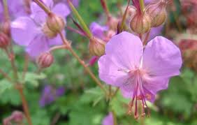 Geranium cantabri Karmina 2L